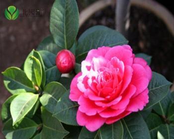 茶花树开花时间详解（了解茶花树开花时间）