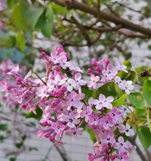 红色丁香花的花语与含义（揭示红色丁香花所传达的情感与寓意）