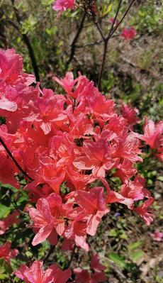 红色杜鹃花的寓意与象征（杜鹃花的传统象征与现代诠释）