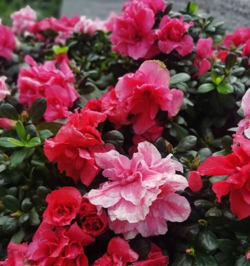 杜鹃花（杜鹃花语的意义与传说）