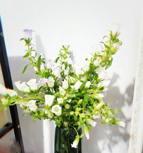风铃花（一朵花开）