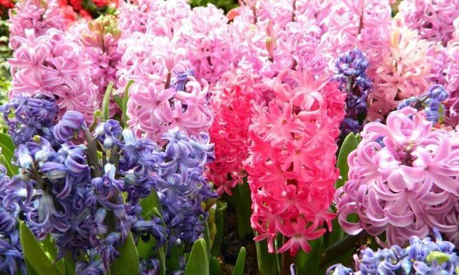 风信子的花语和寓意（解读风信子的含义）