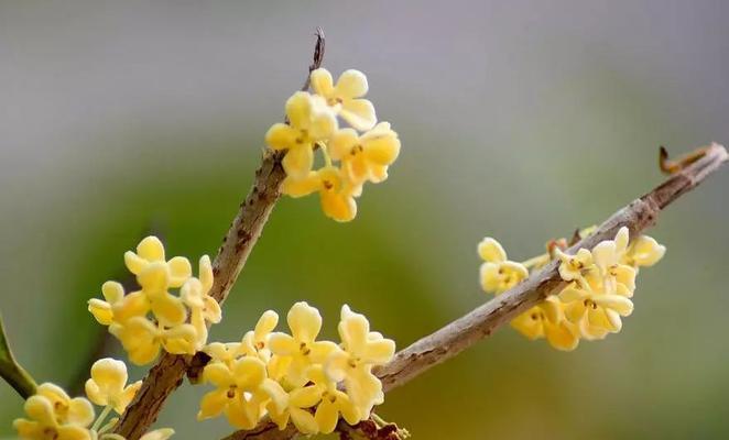 桂花的花语与意义（香气醉人）