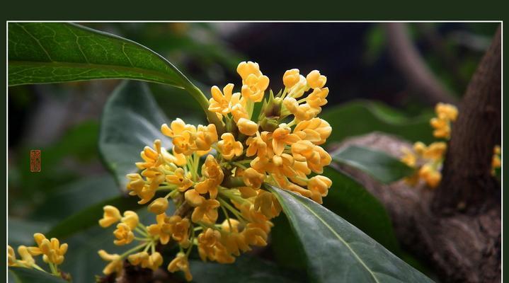 四季桂花的寓意与象征意义（桂花之香）