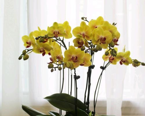 蝴蝶兰的花语——美丽与祝福（传递幸福的蝴蝶兰花语）