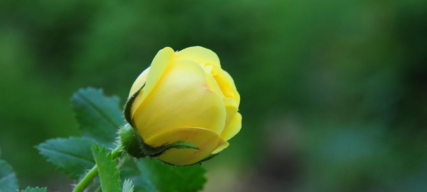 黄玫瑰花语的深意（探究黄玫瑰的花语内涵及象征意义）