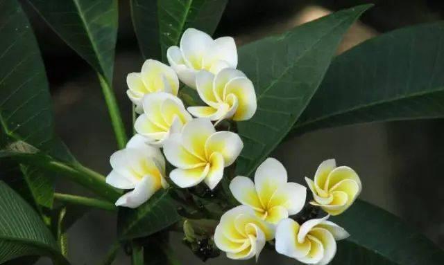 鸡蛋花的花语与寓意——寄托情感的象征（探索鸡蛋花花语与寓意）