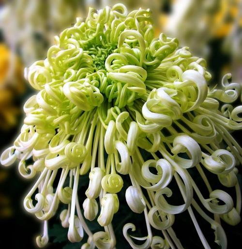 菊花的象征意义及文化内涵（菊花代表什么）
