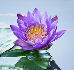 蓝莲花（探索蓝莲花所代表的人的品质和特点）