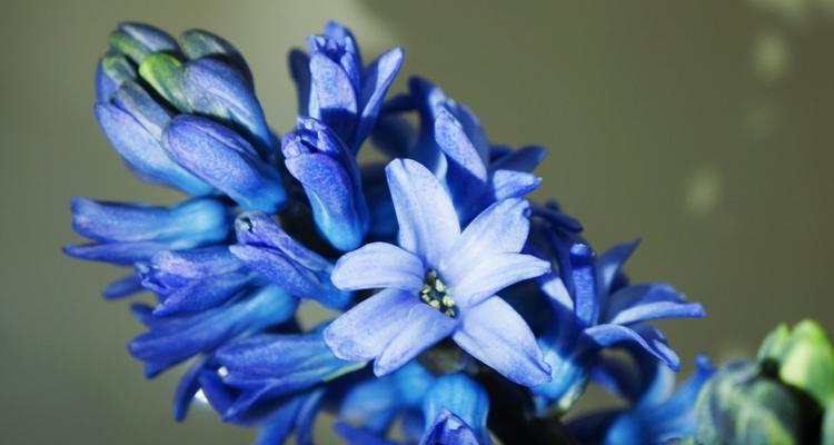 蓝色风信子花语与代表意义（传递爱意与守护幸福的微笑之花——蓝色风信子）