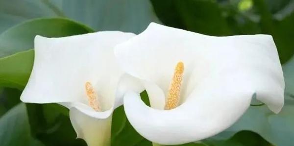 马蹄莲花语的深刻含义（探寻马蹄莲花语的心灵力量）