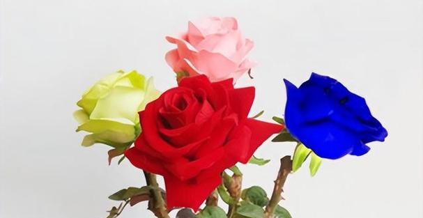 玫瑰花语的多彩含义（用颜色诠释的爱与情感）
