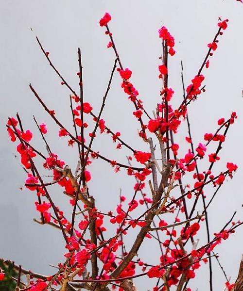 梅花的寓意——坚韧不拔的力量（探寻梅花的象征意义和文化传承）