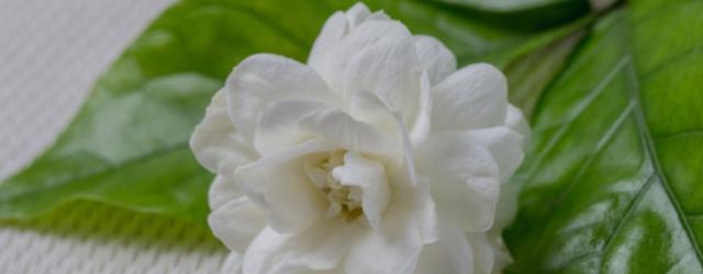 茉莉花的寓意与象征（传承美好）