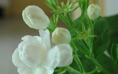 茉莉花语的寓意及文化传承（了解茉莉花语的起源）