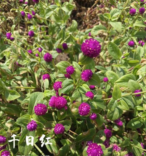 千日红花语（千日红的花语“不朽”解读）