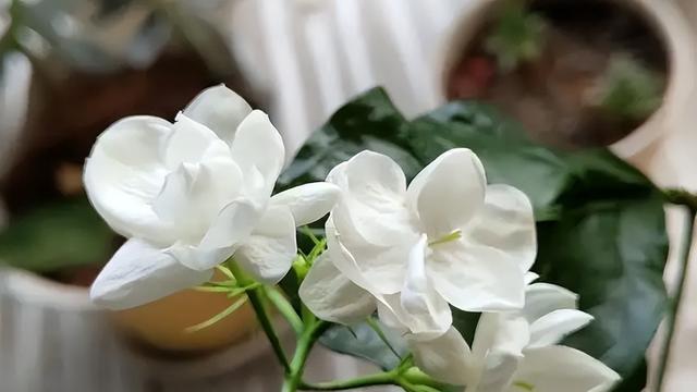 送茉莉花的含义（茉莉花的象征与寓意）