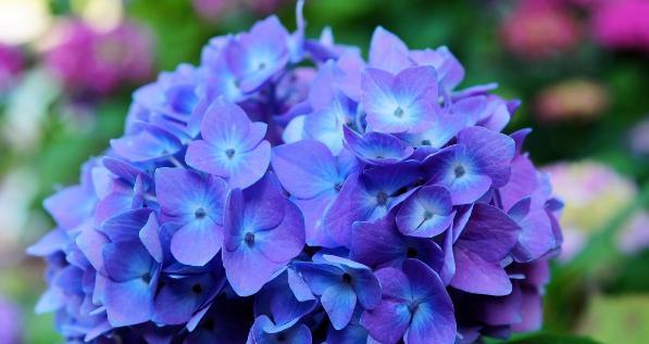 绣球花的花语与寓意（探寻绣球花的内涵与象征）
