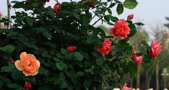月季花语（以花语传递情感）