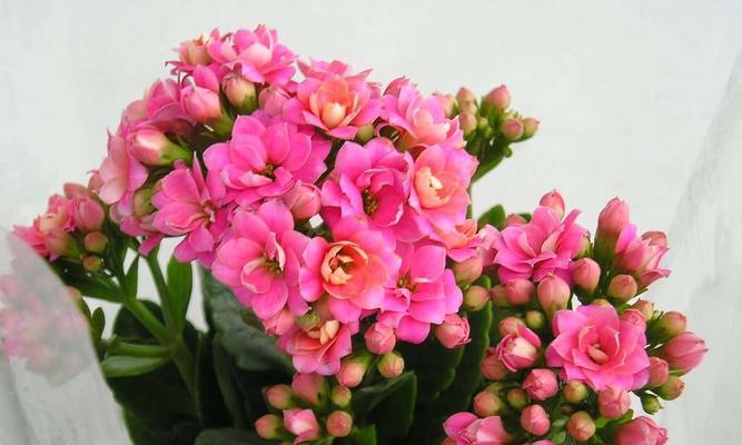 长寿花的寓意与象征风水（揭示长寿花的文化内涵和吉祥象征）