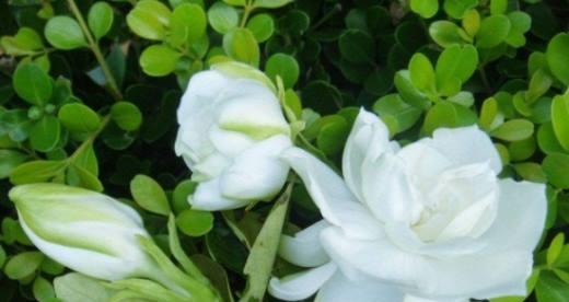 栀子花花语的寓意与象征（解读栀子花的五彩世界）