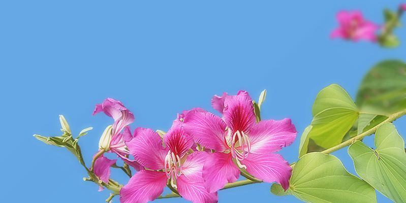 紫荆花（追寻紫荆花的奇幻之旅）