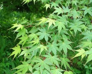 枫树嫁接方法及适合的主树种类（从枫树种类、嫁接方式、所需工具到注意事项全面解析）