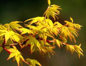 枫树开花季节及影响因素