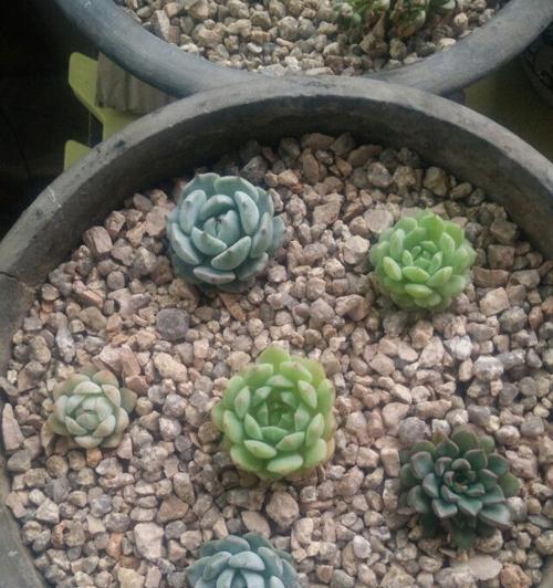 蜂窝煤种多肉，别样风情（用蜂窝煤来种植多肉）