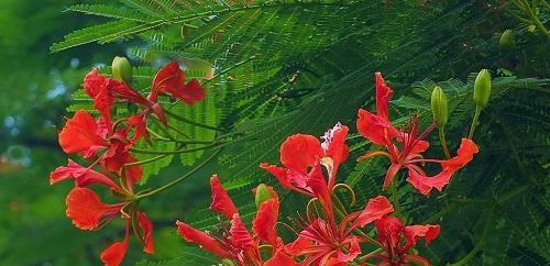 凤凰花的开花时节与花期（探究凤凰花的生长习性与开花规律）