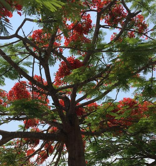 凤凰花（外形与特点）