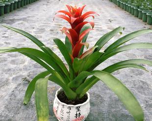 凤梨花（解析凤梨花对空气的吸附作用及如何养护）