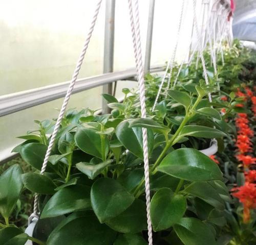 凤梨花（解析凤梨花对空气的吸附作用及如何养护）