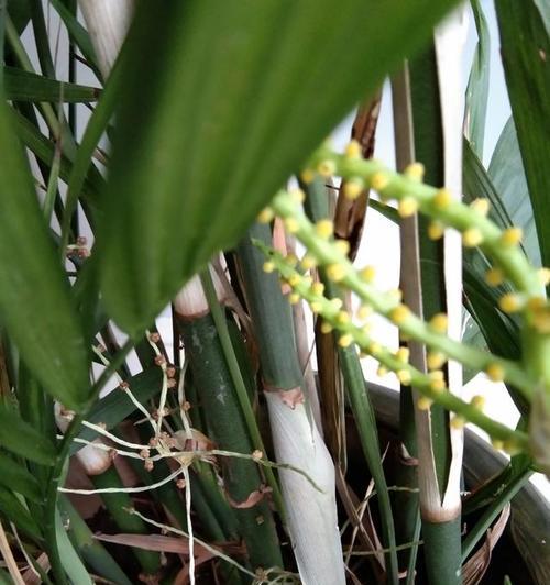 详解凤尾竹的养殖方法与注意事项（打造多肉植物界的“网红”-凤尾竹）