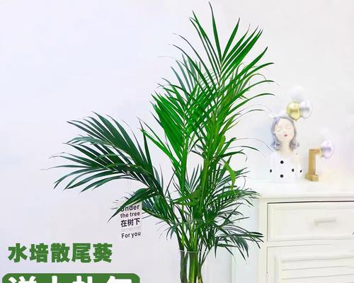 凤尾竹（探究凤尾竹的空气净化功效与应用价值）