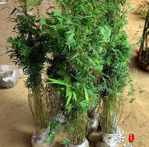 如何种植适合院子的凤尾竹（打造私人花园）