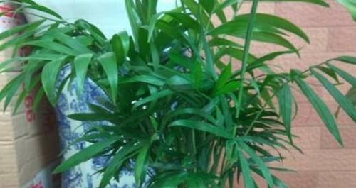 解决凤尾竹枯萎的方法（凤尾竹枯萎的症状）