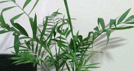 探秘凤尾竹的繁殖方法和注意事项