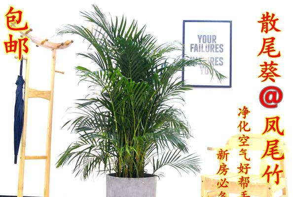 如何科学配土培养健康生长的凤尾竹（凤尾竹栽种技巧）