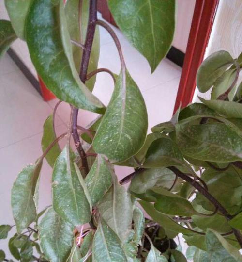 拯救凤仙花的小秘诀（揭开凤仙花不开花的神秘面纱）