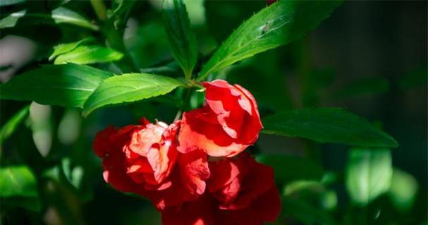 如何正确打顶凤仙花（凤仙花打顶时间）