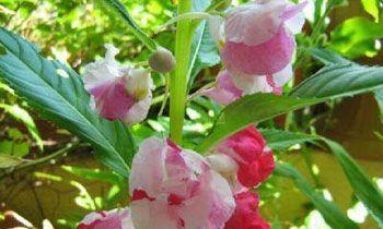 《凤仙花的花语与意义》（探寻凤仙花的神秘魅力）