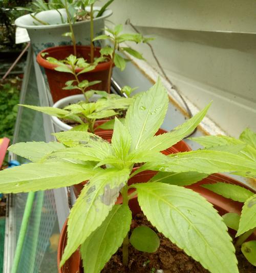 从萌芽到开花，这个过程需要多久（从萌芽到开花）