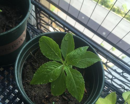 探秘凤仙花叶子的神秘形状（揭开凤仙花叶子的奥秘）