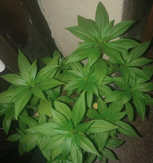 探秘凤仙花叶子的神秘形状（揭开凤仙花叶子的奥秘）