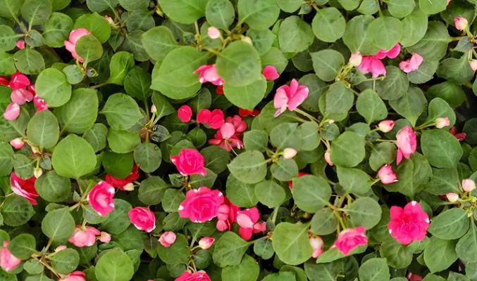 解决凤仙花光长叶子不开花问题（探究凤仙花不开花的原因及解决方法）