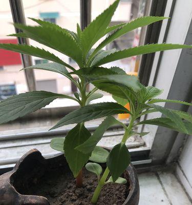 盆栽凤仙花用多大的盆最合适（如何选择盆栽凤仙花的大小和容量）