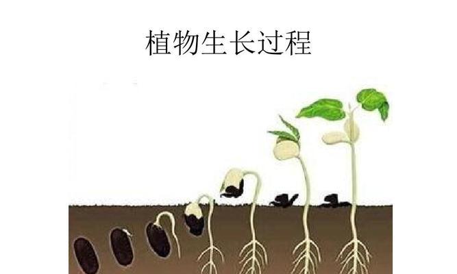 什么时候是凤仙花的花期（解密凤仙花的开花时间）