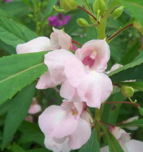 探寻凤仙花的成长之道（了解凤仙花的成长环境与特点）