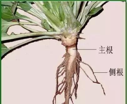 探究凤仙花的根系类型（解析凤仙花的根系特点及功能）